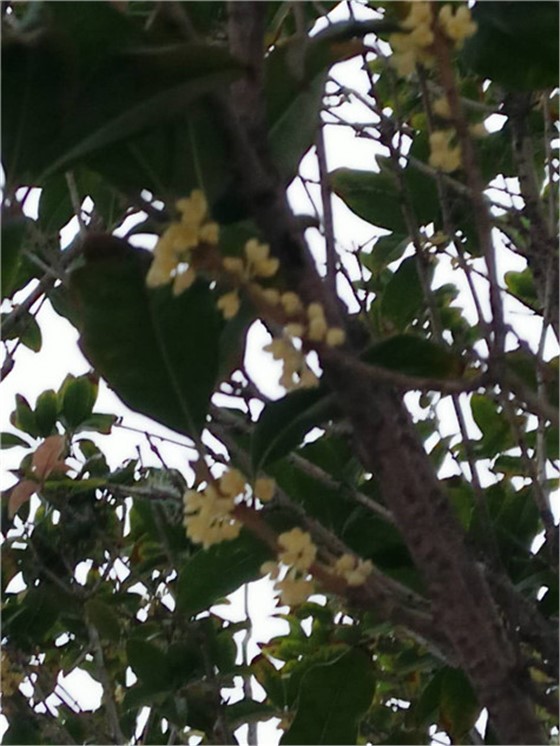 微信图片_20180925081917_副本