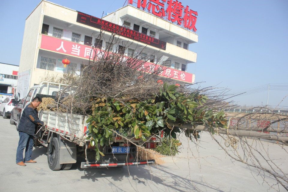 河南伟志钢模板厂家-------只待花开树盛 河南伟志钢模板厂家-------只待花开树盛