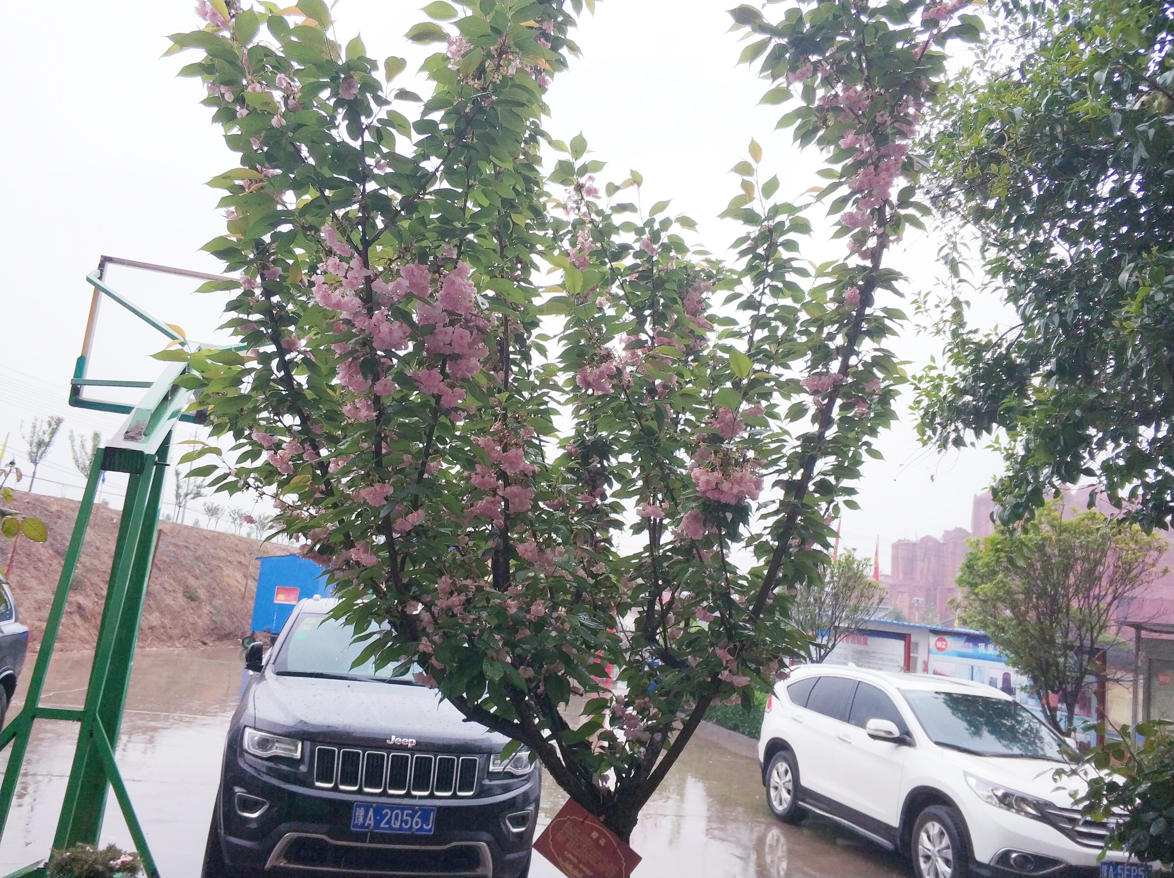 伟志模板樱花开了 伟志模板樱花开了